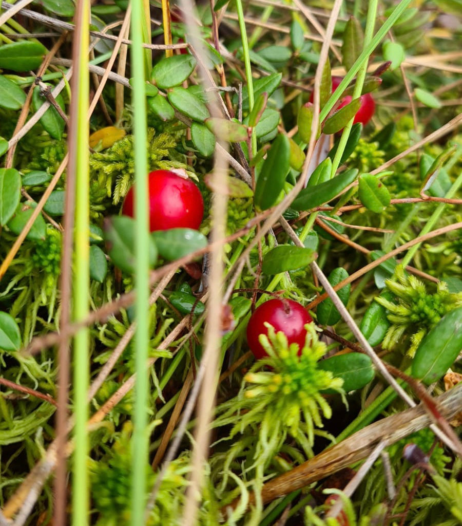 Cranberry-organic-forest-land-vaccinium-oxycoccus-berry-wellness