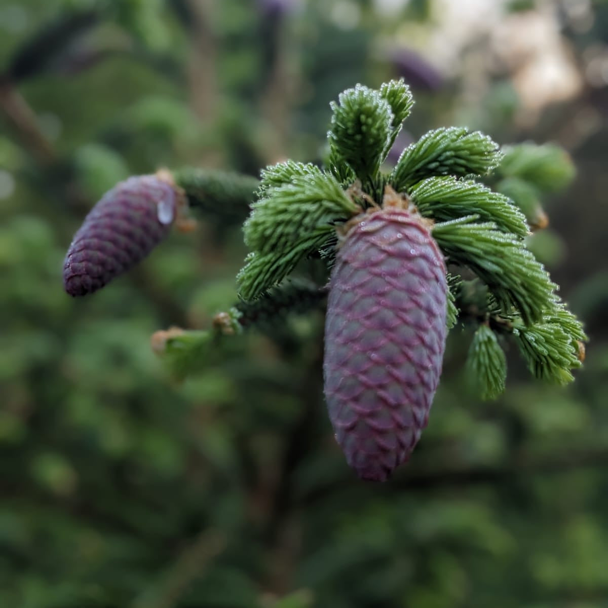 A picture of green tree with two cones with blurred background