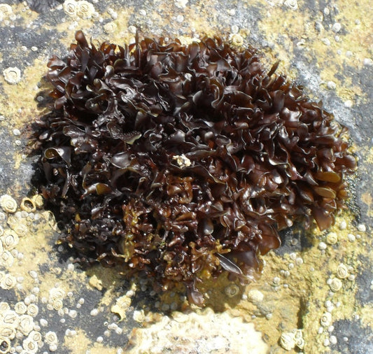 Was Seaweed the Very First Vegetable?
