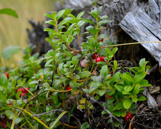 Unveiling the Benefits of Wild Cranberries