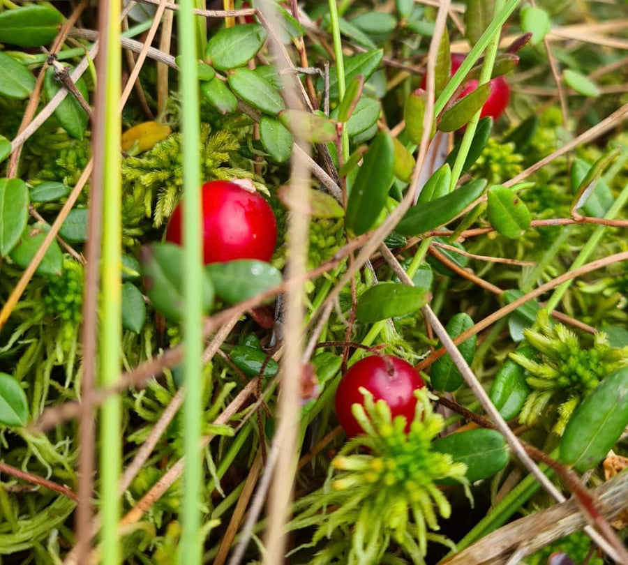 Cranberry-organic-forest-land-vaccinium-oxycoccus-berry-wellness